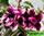 Adenium obesum  magic purple