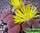 Lithops gesinae