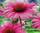 Эхинацея пурпурная - echinacea purpurea