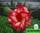 Adenium obesum hybrid ko_11