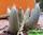 Mitrophyllum mitratum - митрофиллум митратум