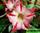 Adenium obesum glory medal