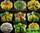 Astrophytum cultivar mix new (астрофитумы гибриды смесь семян)