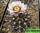 Gymnocalycium riojense (gymnocalycium triacanthum) - гимнокалициум риохензе