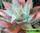 Алоэ полосатое - aloe striata