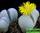 Dinteranthus microspermus - динтерантус мелкосемянный