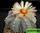 Astrophytum hybrid sk-co - astrophytum asterias cv. Super kabuto x astrophytum coahuilense (астрофитум гибрид культивар суперкабуто и коауиленсе)