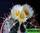 Astrophytum ornatum (астрофитум украшенный)