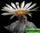 Astrophytum asterias super kabuto (астрофитум астериас супер кабуто)