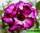 Adenium obesum quatro flower king magenta