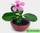 Vinca rosea - catharanthus roseus - барвинок розовый