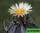 Astrophytum capricorne var. Niveum (астрофитум козерогий «снежный»)