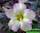 Adenium obesum super perfume (адениум тучный супер аромат)
