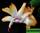 Schlumbergera truncatus sol brasil