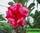 Adenium obesum hybrid ko_4