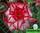 Adenium obesum hybrid ko_31