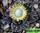 Titanopsis calcarea -титанопсис известковый