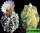 Astrophytum hybrid coas variegated x sk (астрофитум гибрид коауиленсе-астериас вариегатный и суперкабуто)