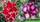 Adenium obesum ko_13 x miracle