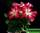 Адениум мини розовый (розовые цветки) - adenium obesum mini size pink