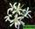 Plumeria filifolia