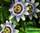 Passiflora caerulea (кавалерская звезда) - пассифлора голубая (маракуйя)