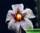 Stapelia erectiflora - стапелия эректифлора