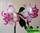 Adenium obesum triple flower poseidon (адениум тучный махровый посейдон)