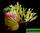 Platycerium - geweihfarn stemaria - платицериум - папоротник 