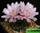 Gymnocalycium erinaceum (гимнокалициум еринацеум)