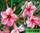 Adenium obesum star of red sparkles