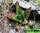 Gasteria croucheri