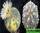Astrophytum hybrid sk x ooibo variegated (астрофитум астериас суперкабуто и астрофитум астериас ооибо вариегатный)