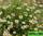 Ромашка аптечная - chamomilla officinalis
