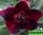 Adenium obesum  midnight dare