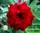 Adenium obesum hybrid ko_20