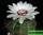 Gymnocalycium fleischerianum  (гимнокалициум флейшера)