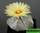 Astrophytum coahuilense - астрофитум коауиленсе (коауильский)