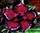 Adenium obesum double flower black & white