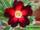 Adenium obesum apollo адениум обесум аполло