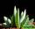 Алоэ гариепское - aloe gariepensis