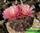 Gymnocalycium ferrari (гимнокалициум феррари)
