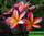Plumeria rubra - плюмерия красная