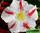 Adenium obesum desert rose garden party (адениум обесум вечеринка в саду)