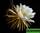 Selenicereus grandiflorus - селеницереус крупноцветковый - луноцветник 