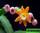 Acanthorhipsalis monacantha - аканторипсалис одноколючковый