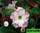 Adenium obesum hybrid ko_8