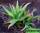 Алоэ большезубое - aloe grandidentata