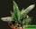 Gasteria huttoniae