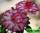 Adenium obesum triple amazing (адениум обесум махровый великолепный)